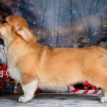 Daphne-female-Corgi-puppy-for-sale-4
