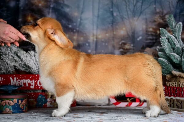 Daphne Welsh Corgi Daphne Welsh Corgi