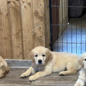 Darius Golden Retriever Darius Golden Retriever