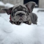 Darling-male-french-bulldog-puppy-for-sale-1 (1)