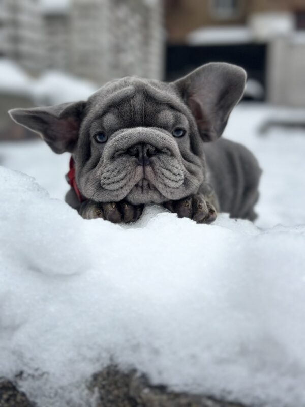 Darling Big Rope French Bulldog Darling Big Rope French Bulldog