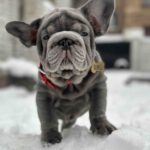 Darling-male-french-bulldog-puppy-for-sale-1 (2)