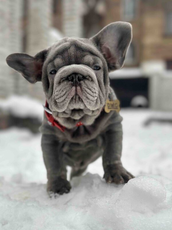 Darling Big Rope French Bulldog Darling Big Rope French Bulldog