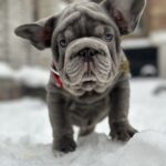 Darling-male-french-bulldog-puppy-for-sale-1 (3)