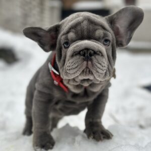 Darling Big Rope French Bulldog Darling Big Rope French Bulldog