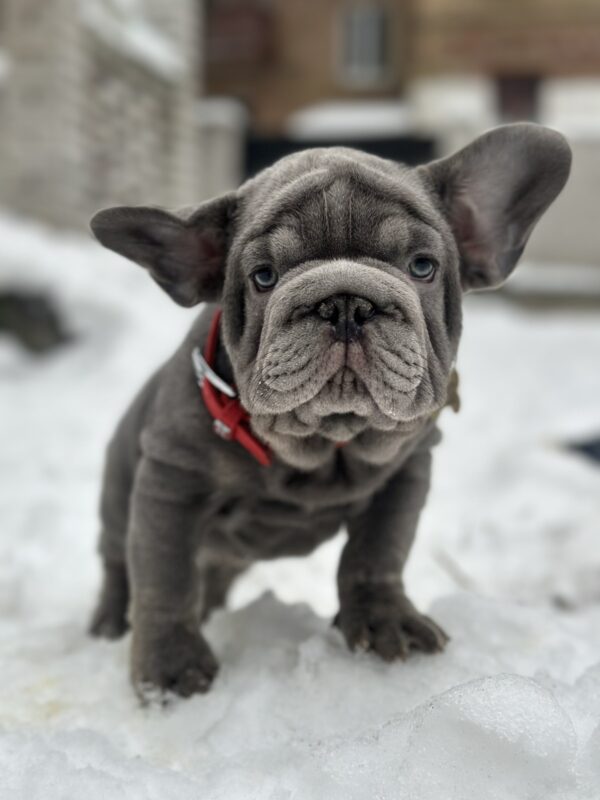 Darling Big Rope French Bulldog Darling Big Rope French Bulldog