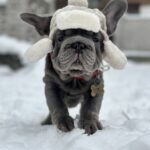 Darling-male-french-bulldog-puppy-for-sale-1 (5)