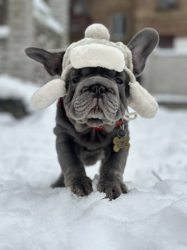 Darling Big Rope French Bulldog Darling Big Rope French Bulldog