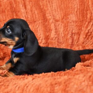Darren Miniature Dachshund Darren Miniature Dachshund