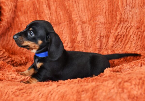 Darren Miniature Dachshund Darren Miniature Dachshund