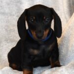 Darren-male-miniature-dachshund-puppy-for-sale- (1)