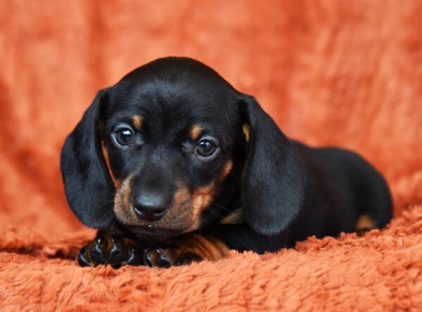 Darren Miniature Dachshund Darren Miniature Dachshund