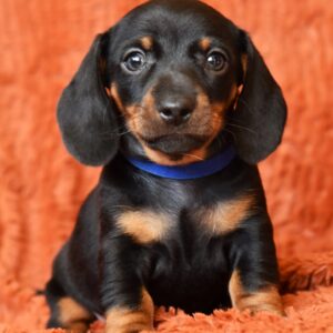 Darren Miniature Dachshund Darren Miniature Dachshund