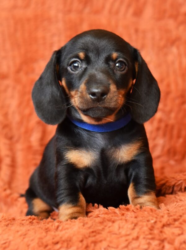 Darren Miniature Dachshund Darren Miniature Dachshund