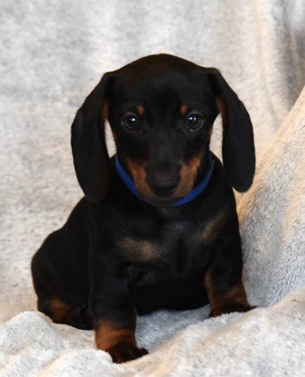 Darren Miniature Dachshund Darren Miniature Dachshund