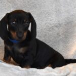 Darren-male-miniature-dachshund-puppy-for-sale- (2)