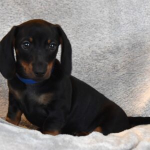 Darren Miniature Dachshund Darren Miniature Dachshund