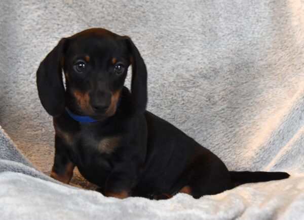 Darren Miniature Dachshund Darren Miniature Dachshund