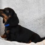 Darren-male-miniature-dachshund-puppy-for-sale- (3)