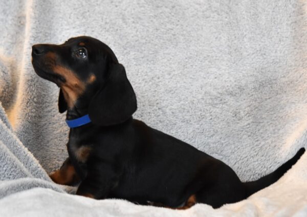 Darren Miniature Dachshund Darren Miniature Dachshund