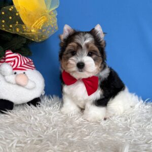 Darts Biewer Yorkshire Terrier Darts Biewer Yorkshire Terrier