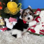 Darts-male-Biewer-puppy-for-sale-2
