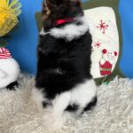 Darts-male-Biewer-puppy-for-sale-3