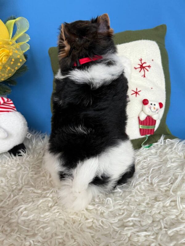 Darts Biewer Yorkshire Terrier Darts Biewer Yorkshire Terrier