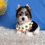 Darts-male-Biewer-puppy-for-sale-4