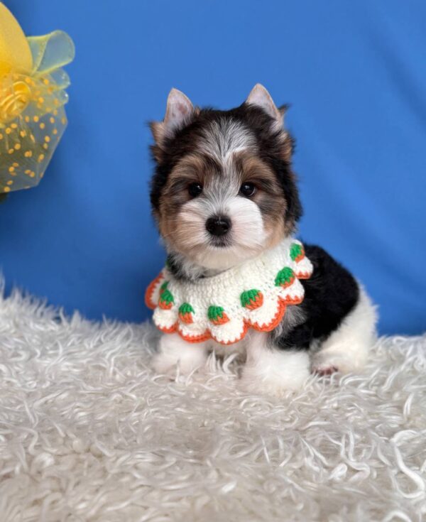 Darts Biewer Yorkshire Terrier Darts Biewer Yorkshire Terrier