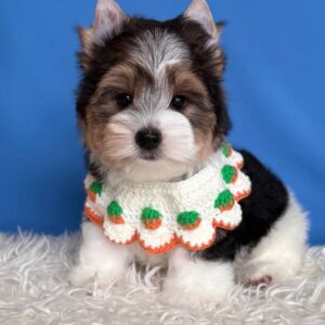 Darts Biewer Yorkshire Terrier Darts Biewer Yorkshire Terrier