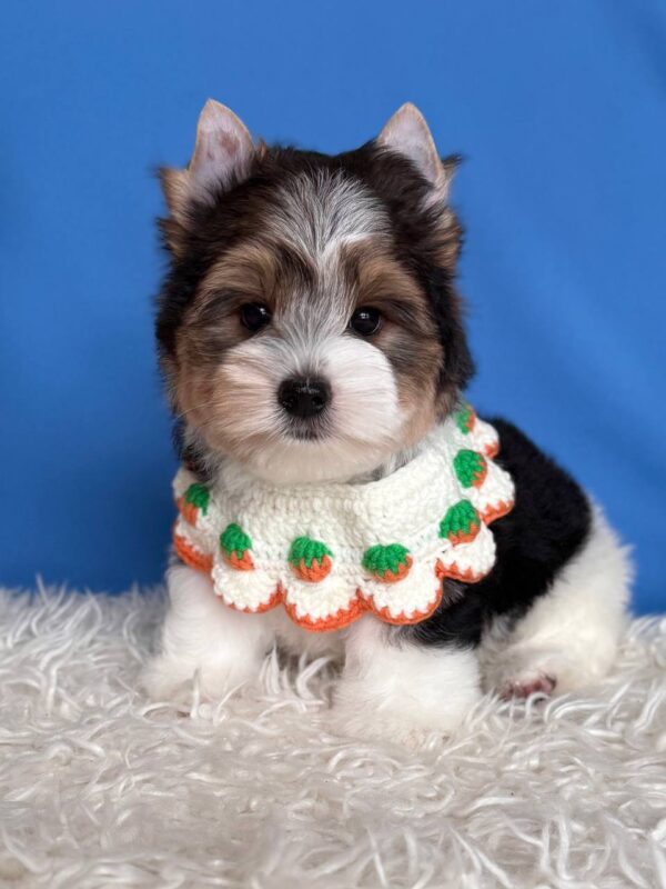 Darts Biewer Yorkshire Terrier Darts Biewer Yorkshire Terrier