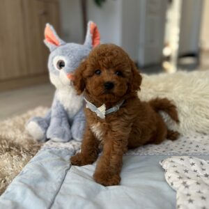 Darwin Miniature Poodle Darwin Miniature Poodle