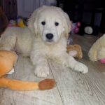 Dastee-male-Golden-Retriever-puppy-for-sale-1