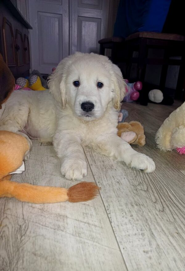 Dastee Golden Retriever Dastee Golden Retriever