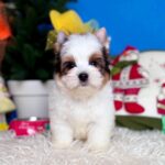 Dasty-male-Biewer-puppy-for-sale-1
