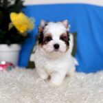 Dasty-male-Biewer-puppy-for-sale-2