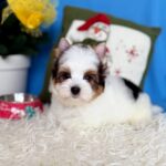 Dasty-male-Biewer-puppy-for-sale-3