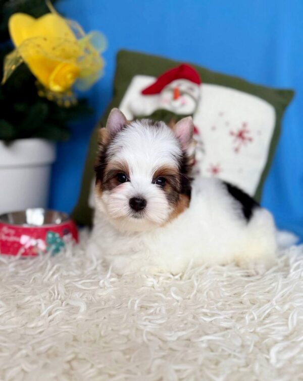 Dasty Biewer Yorkshire Terrier Dasty Biewer Yorkshire Terrier