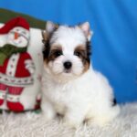 Dasty-male-Biewer-puppy-for-sale-4