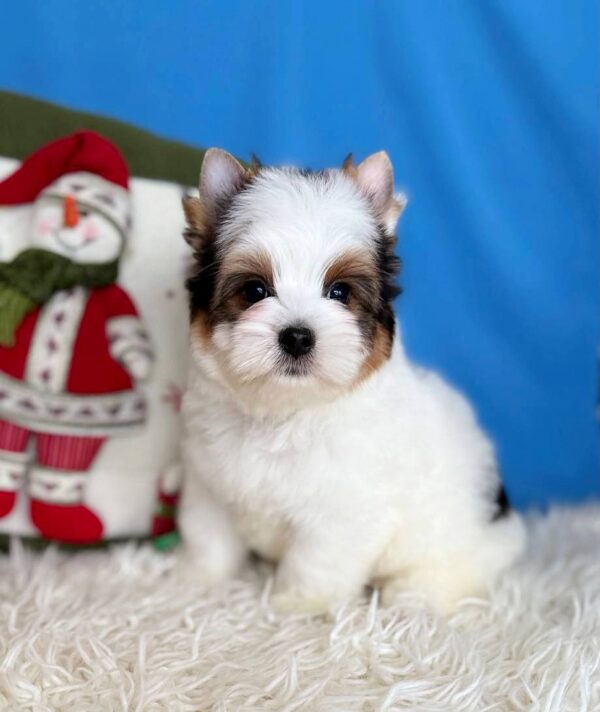 Dasty Biewer Yorkshire Terrier Dasty Biewer Yorkshire Terrier