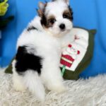 Dasty-male-Biewer-puppy-for-sale-5