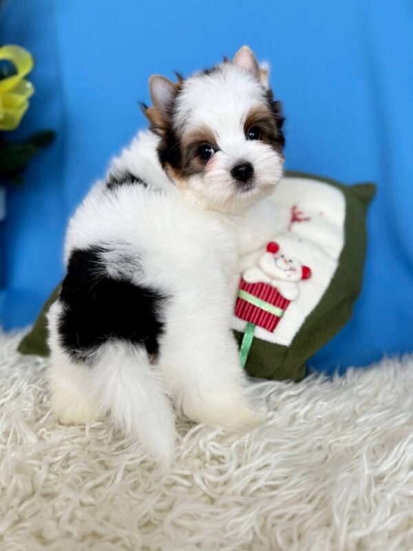 Dasty Biewer Yorkshire Terrier Dasty Biewer Yorkshire Terrier