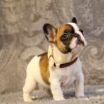 Dave-male-french-bulldog-puppy-for-sale- (1)