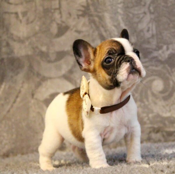 Dave French Bulldog Dave French Bulldog