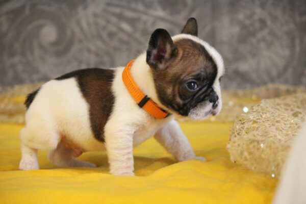 Dave French Bulldog Dave French Bulldog