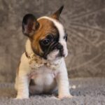 Dave-male-french-bulldog-puppy-for-sale- (2)