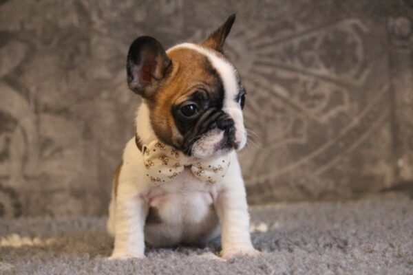 Dave French Bulldog Dave French Bulldog