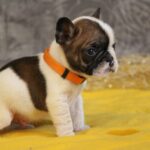 Dave-male-french-bulldog-puppy-for-sale- (2)