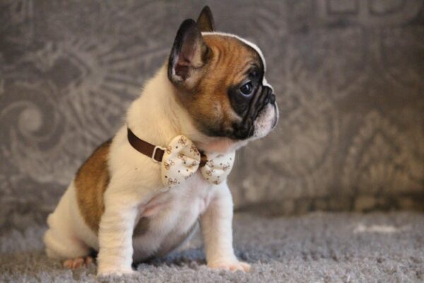 Dave French Bulldog Dave French Bulldog